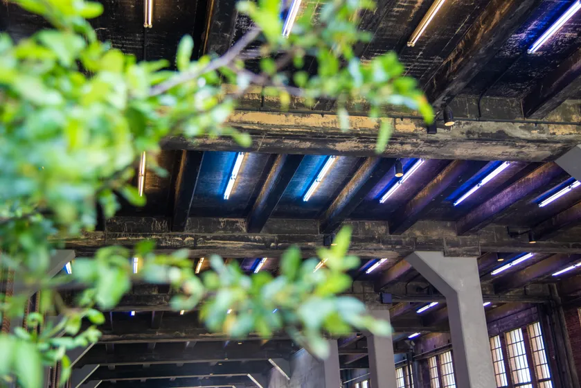 Light through the roof beams of an old industrial hall, framed by leaves