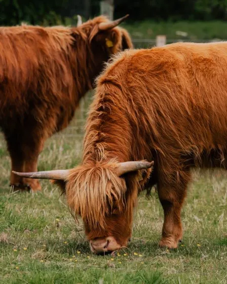 Two Highland cattle grazing in a green field