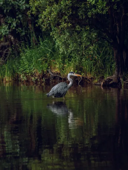 A heron standing at the edge of a river