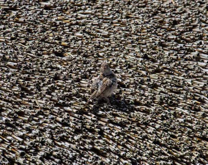 A seabird standing on a bank of shells