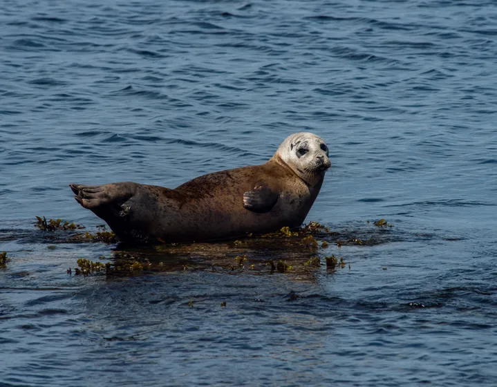 A seal lying on a rock at the water's edge