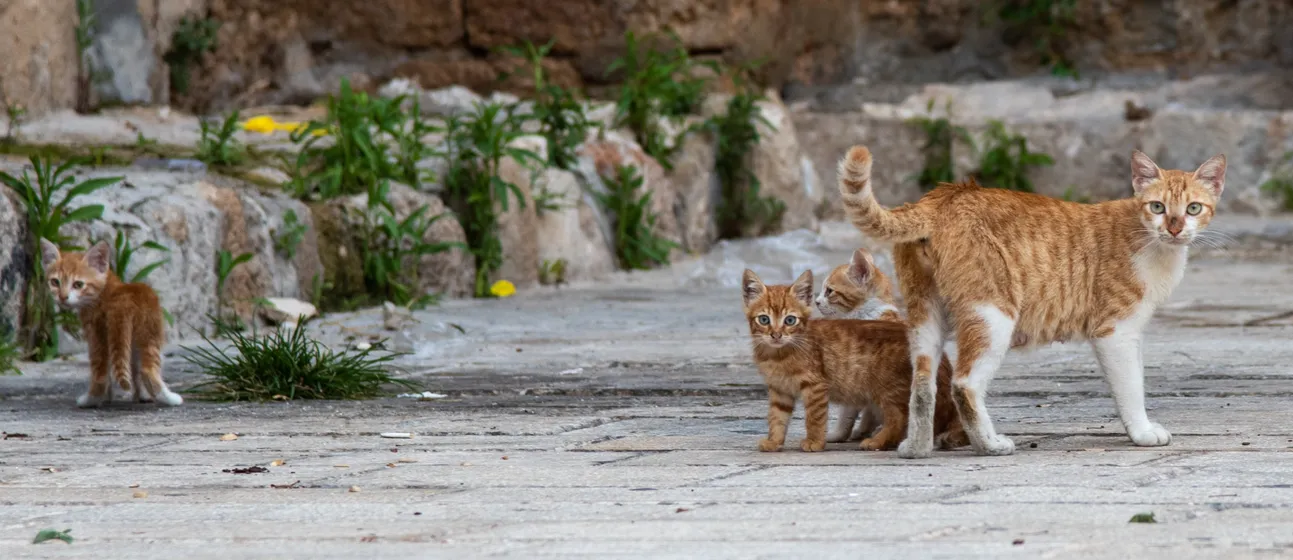 A mother cat and kittens on a stone street