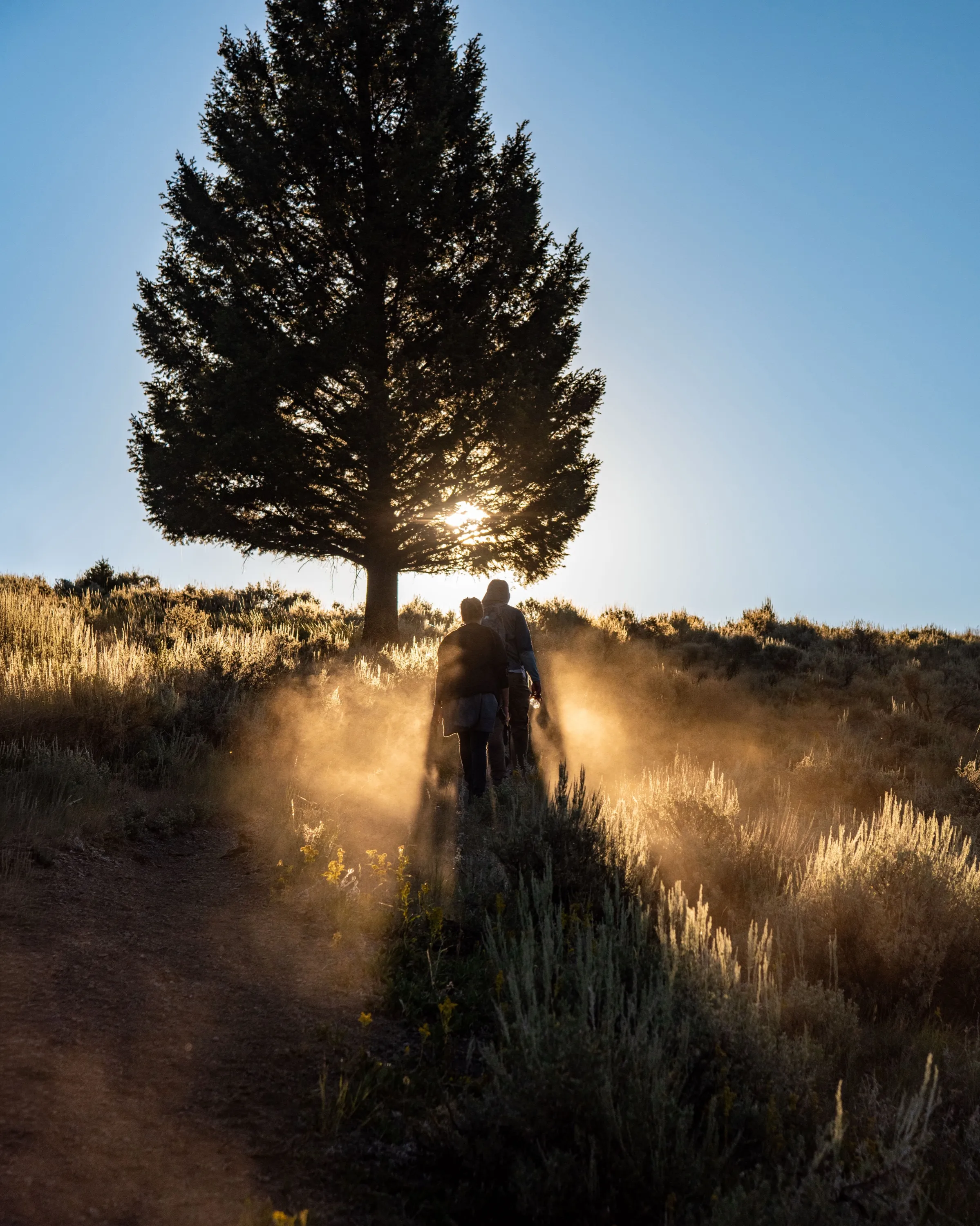 Two hikers walking into low sun and dust beneath a lone pine tree